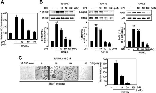 Figure 5. Suppressive effects of NADPH oxidase inhibitor DPI on ROS production, MAP kinase activation, and osteoclastogenesis in BMM cells. (A) BMM cells were pretreated with increasing doses of DPI as indicated for 60 minutes. Cells were then treated with 50 ng/mL RANKL and further incubated for 10 minutes, and ROS levels were determined as in Figure 1A. (B) As in Figure 3A, except that DPI was used instead of H2O2. *P < .05; **P < .005. (C) Suppressive effects of DPI on osteoclastogenesis in BMM cells. (Left) BMM cells were cultured with RANKL in the absence or presence of DPI for 5 days and stained for TRAP. (Right) TRAP-positive MNCs were counted. Formation of TRAP-positive MNCs was inhibited in a dose-dependent manner (original magnification, × 100). Data represent means ± SDs of 3 independent experiments, each performed in duplicate (A-C).