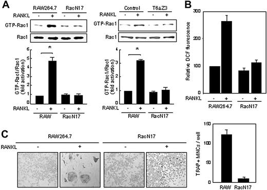 Figure 7. TRAF6-dependent Rac1 activation regulates RANKL-mediated ROS production and osteoclastogenesis. (A) RAW264.7 and RAW-RacN17 cells (left) or RAW264.7 cells infected with control or mutant TRAF6 (pMX-T6ΔZ3) virus (right) were treated with RANKL for 5 minutes and lysed. The lysates were incubated with GST-PBD fusion protein that binds to GTP-bound Rac1. Proteins complexed to the beads were recovered by centrifugation, and the active GTP-Rac1 and Rac1 were detected with an anti-Rac1 antibody. *P < .05. (B) RAW264.7 and RAW-RacN17 cells were treated with RANKL for 10 minutes, and ROS levels were determined as in Figure 1A. (C) RAW264.7 and RAW-RacN17 cells were treated with RANKL for 5 days. (Left) The cells were fixed and stained for TRAP, and (right) TRAP-positive MNCs were counted. Formation of TRAP-positive MNCs was severely suppressed in RacN17 cells (original magnification, × 100). Data represent means ± SDs of 3 independent experiments, each performed in duplicate (A-C).