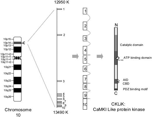 Figure 1. Chromosomal localization of CKLiK. The CKLiK gene is located on chromosome 10 at position 10p14. The gene overlaps a region of 530 000 base pair (bp) and consist of 10 exons, which form the CKLiK mRNA. CKLiK contains a catalytic domain, an ATP-binding domain, an auto inhibitory domain (AID), a calmodulin binding domain (CBD), and a hypothetical PDZ (PSD-95/SAP90, Drosophilia discs-large, and ZO-1)-binding motif.