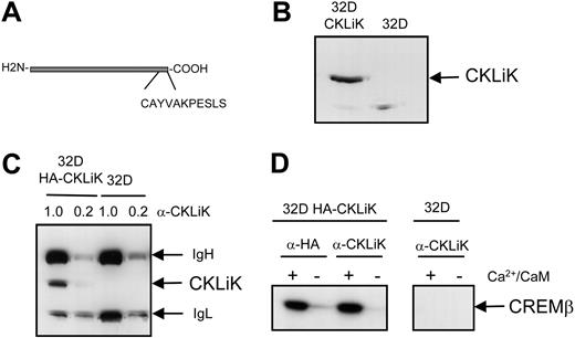 Figure 2. Characterization of CKLiK antibody. (A) An antibody against the C-terminal portion of CKLiK was generated by immunizing rabbits with a Keyhole Limpet Hemocyanin (KLH)-coupled peptide as indicated. (B) Western blots with CKLiK antisera were performed. 32D cells (106) stably expressing an N-terminal epitope-tagged CKLiK (32D HA-CKLiK) or control cells (32D) were lysed and separated by SDS-PAGE, and Western blotting was performed as described in “Materials and methods.” (C) Immune precipitations were performed with CKLiK antibody. 32D cells (107) were lysed, and immune precipitations were performed with 1 μL and 0.2 μL purified CKLiK antibody (α-CKLiK) as indicated. CKLiK, as well as the immunoglobulin heavy chain (IgH) and immunoglobulin light chain (IgL), are indicated. (D) Immune-complex kinase assays were performed with or without Ca2+ and calmodulin, using the CKLiK antibody and an antibody against the epitope-tag (α-HA) as a control. CREMβ was used as a substrate.