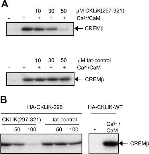 Figure 5. CKLiK297-321 inhibits CKLiK kinase activity. A cell permeable CKLiK peptide YGRKKRRQRRRIRKNFAKSKWRQAFNATAVVRHMRK was synthesized. (A) 32D cells stably expressing HA-CKLiK were lysed, and CKLiK was immunoprecipitated. CKLiK kinase assays were performed with increasing concentrations of CKLiK297-321 as indicated. CREMβ was used as a substrate. A scrambled tat-control peptide was used a negative control. (B) COS cells were transiently transfected with 100 ng HA-CKLiK-296 or HA-CKLiK-WT (wild type). CKLiK was immune-precipitated with an antibody against the HA-epitope tag, and kinase assays were performed in the absence of Ca2+/calmodulin. Kinase assays with HA-CKLiK-WT were performed in the presence or absence of Ca2+/calmodulin, as positive and negative control, respectively.