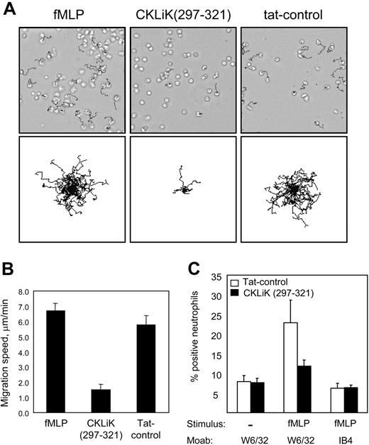 Figure 7. CKLiK297-321 abrogates fMLP-induced migration and inhibits fMLP-induced β2-integrin activation. (A) Migration of granulocytes was monitored by time-lapse analysis. Cells were first allowed to attach on albumin-coated coverslips for 15 minutes. Granulocytes were incubated as indicated with 50 μM CKLiK297-321 or 50 μM scrambled tat control peptide. Neutrophil migration was induced by fMLP (10-8 M) and imaged every 20 seconds for 10 minutes. Migration tracks of individual cells are shown per cell (top row) and centered (bottom row). (B) Average migration speed of at least 3 independent experiments are calculated and expressed as micrometers per minute ± SEM. (C) Granulocytes were preincubated with CKLiK297-321 or with scrambled tat control peptide in the presence of control antibody (W6/32) or blocking antibody against β2-integrins (IB4) as indicated. Preincubated granulocytes were added to wells containing buffer or fMLP (10-8 M) and ICAM-1-coated beads. After 15 minutes at 37°C the cells were washed, and the percentage of cells that were positive for beads was determined by flow cytometry. Depicted is the average of 3 experiments with SEM.