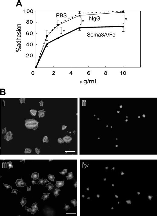 Figure 5. Effects of Sema3A on platelet adhesion and spreading. (A) Washed platelets were incubated with 20 μg/mL Sema3A/Fc (bold line) or hIgG (thin solid line), or PBS (dashed line), and then placed on the various concentrations of immobilized fibrinogen for one hour. After washing with PBS to remove nonadherent platelets, adhered platelets were quantified by acid phosphatase method. Mean and SE of percent adhesion of 3 independent experiments was plotted. *P < .05. (B) Sema3A-treated platelets (ii,iv) or hIgG-treated platelets (i,iii) were placed on fibrinogen-coated (i-ii) or nontreated (iii-iv) glass coverslips. Adhered platelets were stained with TRICT (tetramethylrhodamine-5(and 6)-isothiocyanate)–phalloidin. Images were captured with a CCD camera (DP-70; Olympus) mounted on an Olympus AX-80 fluorescence microscope equipped with a 100 ×/1.30 oil immersion objective lens. Images were acquired with Olympus DP Controller software and processed with Adobe Photoshop Elements 2.0 (Adobe Systems, San Jose, CA). Original magnification × 1000, and bar in panel Bi represents 10 μM.