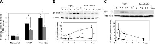 Figure 6. Effects of Sema3A on F-actin contents, cofilin phosphorylation, and Rac1 activation. (A) Sema3A/Fc-(gray bars) or hIgG-treated (black bars) platelets were activated by 30 μM PAR1-TRAP or 0.5 U/mL thrombin at 37°C for 30 seconds without stirring. After fixation, F-actin was stained with bodipy-phallacidin. Specific phallacidin binding was obtained by subtraction of FL1 fluorescence with a 300-fold more excess of unlabeled phallacidin from FL1 fluorescence without unlabeled phallacidin, and fold increase against fluorescence of no agonist sample was calculated. Data represent mean and SE of 3 independent experiments. *P < .05. (B) Sema3A/Fc- or hIgG-treated platelets were activated with 30 μM PAR1-TRAP for the indicated time at 37°C without stirring. Then, cells were lysed and SDS-PAGE was performed. Phospho-cofilin was detected by anti–phospho-cofilin–specific antibody. After stripping, total cofilin was detected by anticofilin antibody. Optical density of the bands was measured by NIH Image software, and relative increase against phospho-cofilin in IgG-treated platelets without thrombin was calculated. Mean and SE of 3 independent experiments was plotted in bottom panel. *P < .05; **P < .01. (C) Sema3A/Fc- or hIgG-treated platelets were activated with 30 μM PAR1-TRAP for the indicated time at 37°C without stirring. GTP-form of Rac1 was precipitated by incubation with GST-PAK1-PBD and glutathione beads. After SDS-PAGE electrophoresis, Rac1 was detected by a Rac1-specific antibody. Total Rac was detected by electrophoresis of total lysates on an SDS-PAGE gel followed by detection with the same antibody. Optical density of the bands was measured by NIH Image software, and relative increase against GTP-Rac in IgG-treated platelets without thrombin was calculated. Sema3A/Fc is indicated by ▪ and bold lines; hIgG, by ♦ and thin lines. Mean and SE of 3 independent experiments was plotted in lower panel. *P < .05.