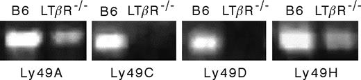 Figure 2. Differences in Ly49 mRNA levels between B6 and LTβR–/– mice. RNA was extracted from freshly isolated and DX5-enriched splenocytes from B6 and LTβR–/– mice. Semiquantitative RT-PCR was performed with primers generated for Ly49 receptor family members ly49a, ly49c, ly49d, and ly49h from B6 mice.