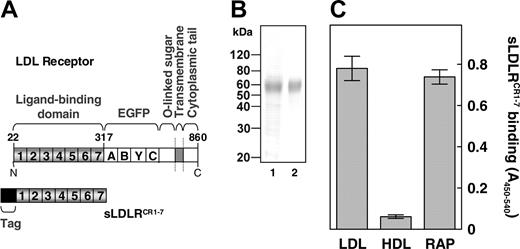 Figure 2. Characterization of recombinant sLDLRCR1-7. (A) Domain organization of full-length LDLR (top) and of the recombinant soluble ligand-binding fragment sLDLRCR1-7 (bottom). Ligand-binding domain that harbors complement-type repeats 1 to 7, EGF precursor (EGFP) domain that contains EGF-like modules (A-C) and a beta-propeller domain comprising 6 YWTD motifs (Y), O-linked sugar domain, transmembrane domain, cytoplasmic tail, immunopurification tag, and amino acid residue numbers are indicated. (B) Coomassie brilliant blue–stained 10% (vol/vol) SDS-PAGE analysis of the purified recombinant sLDLRCR1-7 (lane 1). Immunoblotting of the purified recombinant sLDLRCR1-7 using an anti–human LDLR antibody followed by 3,3-diaminobenzidine staining (lane 2). Molecular weight standard is indicated. (C) Purified sLDLRCR1-7 (250 nM) was incubated with immobilized isolated human LDL, HDL, and recombinant RAP (1 μg/well). Binding was detected using the peroxidase-conjugated monoclonal antibody CLB-CAg 69. Data represent the mean ± SD of 3 separate experiments.