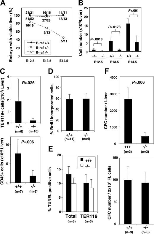 Figure 1. Fetal liver hematopoiesis in the absence of B-Raf. (A) The percentage of embryos with identifiable livers at gestation days E12.5, E13.5, and E14.5 is graphed for each indicated B-Raf genotype. The total number of embryos (denominator) and the number with identifiable livers (numerator) are indicated for each day. (B) The number of viable (trypan blue exclusion) fetal liver cells is presented for wild-type (+/+) and B-raf–/– (–/–) fetuses with a visible liver on gestation days E12.5, E13.5, and E14.5. (C) The number of TER119-positive (top) and CD45+ (bottom) cells identified by fluorescence-activated cell sorter (FACS) analysis is indicated for wild-type (+/+) and B-raf–/– (–/–) E12.5 fetal liver. (D) The percentage of freshly harvested E12.5 wild-type (+/+) and B-raf–/– (–/–) fetal liver cells incorporating BrdU is presented. Cells were incubated in IMDM media containing 10% FCS, 2 U/mL rhEPO, and 10 μM BrdU for one hour prior to detection of BrdU incorporation. (E) The percentage of TUNEL-positive cells determined by FACS analysis is reported for freshly harvested E12.5 total fetal liver cells (left), and for the predominant hematopoietic cell population, TER 119–positive cells (right). Differences are not statistically significantly different. (F) Methylcellulose colony-forming assays performed on freshly harvested E12.5 wild-type (+/+) and B-raf–/– (–/–) fetal liver cells. The total number of myeloid progenitors per fetal liver (FL) (top) and per 2 × 104 cells (bottom) is presented for wild-type (+/+) and B-raf–/– (–/–) cells. The data in panels B to F represent the average ± SD for the indicated number (n) of samples. B-raf–/– embryos without detectable livers are not included in the analyses in panels B to F. CFC indicates colony-forming cells.