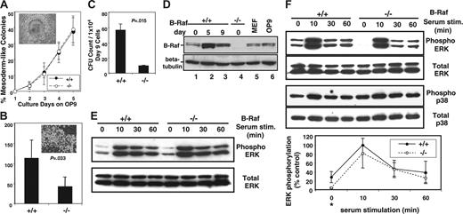 Figure 2. Myeloid progenitor development by B-raf–/– ES cells cocultured with OP9 stromal cells in vitro. (A) The percentage of mesodermal colonies developed each day after plating equal numbers of undifferentiated ES cells on OP9 cells is indicated for days 1 to 5 of coculture. Inset figure shows the morphology of a typical mesodermal colony observed using a phase-contrast microscope (original magnification, × 100). The data represent the average ± SD for 3 independent experiments. (B) The number of day-8 hematopoietic clusters generated per 1 × 105 day-5 cells plated is presented for wild-type (+/+) and B-raf–/– (–/–) ES cells (P = .033). Inset figure shows a typical hematopoietic cluster (original magnification, × 200). Data are the average ± SD for 4 independent experiments. Images in panels A and B were obtained using a Nikon Eclipse TE300 microscope (Nikon, Melville, NY), IPLab Spectrum imaging software (Scanalytics, Fairfax, VA), and Photoshop (Adobe Systems, San Jose, CA). (C) The bar graph shows the number of myeloid progenitors obtained after plating 1 × 104 day-9 loosely adherent and floating cells generated from wild-type (+/+) and B-raf–/– (–/–) ES cells (P = .015). Data are the average ± SD for 3 independent experiments. (D) Western blot analysis of B-Raf expression. Cell lysates were prepared from undifferentiated ES cells (day 0) and OP9 cocultured differentiating ES cells (day 5 and day 9), fractionated by SDS-PAGE and immunoblotted with a B-Raf–specific antibody. Cell lysates from undifferentiated (day 0) B-raf–/– ES cells, mouse embryo fibroblasts (MEF), and OP9 cells serve as controls. The membrane was reblotted with β-tubulin–specific antibody to confirm equal loading. (E) Western blot analysis of serum-stimulated (20%; 0 to 60 minutes) undifferentiated day-0 ES cells. Cell lysates were fractionated by SDS-PAGE and immunoblotted for phosphorylated ERK1/2 and total ERK1/2. (F, top) Western blot analysis of serum-stimulated (20%; 0-60 minutes) differentiating ES cells on day 5. Cell lysates were fractionated by SDS-PAGE and immunoblotted for phosphorylated ERK1/2 and total ERK1/2. (Middle) Western blot for phospho- and total p38 performed as in the top panel. (Bottom) Quantification of ERK phosphorylation in serum-stimulated day-5 mesodermal colony cells is presented. The immunoblots were visualized using chemiluminescence and x-ray film, and the bands were quantified using NIH image software. Relative intensity of serum-induced ERK phosphorylation is expressed as a percentage of the peak (10-minute stimulation) level of wild-type cells (100%). The data are the average ± SD of 4 independent experiments. Basal ERK phosphorylation level in B-raf–/– cells was significantly decreased compared with wild-type cells (*P = .042).