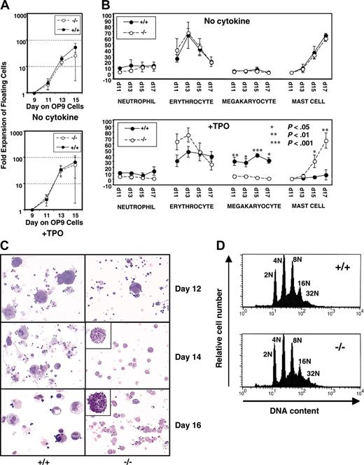 Figure 4. Myeloid-lineage development of B-raf–/– ES cells cocultured with OP9 cells. (A) B-raf–/– (–/–) and wild-type (+/+) hematopoietic cells from day 9 of OP9 coculture were replated on a fresh OP9 layer, and the number of viable floating and loosely adherent cells generated on days 11 to 15 in the absence (top) or presence (bottom) of 50 ng/mL TPO was determined using trypan blue dye exclusion. The fold expansion for each day is plotted on log scale. (B) Cell differentials of the floating cells generated on days 11 to 17 in the absence (top) or presence (bottom) of TPO (50 ng/mL) were determined by microscopic examination of Giemsa-stained cells. The y-axis indicates the percentage of each lineage cell type. Immature blastic cells and macrophages were also detected in floating cells on day 11 and days 13 to 17, respectively (data not shown). (A-B) The data represent the average ± SD for 3 independent experiments. (C) Cell morphology of wild-type and B-raf–/– ES-derived hematopoietic cells developed on days 12 to 16 of coculture in the presence of 50 ng/mL TPO is presented using cytospun cells stained with Diff-Quick. Original magnification, × 200;× 1000 for insets, which highlight the mast cells. Images were obtained using a Leica DMLB microscope (Leica, Bannockburn, IL) and ScionImage software (ScionImage, Frederick, MD), and were cropped with Adobe Photoshop. (D) DNA ploidy distribution for B-raf–/– (–/–) and wild-type (+/+) ES-derived CD41+ cells shows no significant difference between the 2 genotypes, with DNA ploidy ranging from 2N to 32N for each. One of 3 representative DNA ploidy experiments is shown.