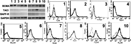 Figure 2. Expression of the receptors for BAFF and APRIL in MMCs. (Top) Expression of BCMA, BAFF-R, TACI, and GAPDH mRNA were determined by RT-PCR in CD138+ purified primary MMCs from 10 patients with intramedullary MM. (Bottom) The ability of MMCs to bind BAFF was determined by flow cytometry using a biotinylated human BAFF-murine CD8 fusion protein and phycoerythrin-conjugated streptavidin. Dotted lines indicate Ig control; solid lines, Baff-mu CD8.