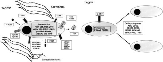 Figure 6. BM environment dependence signature of TACIhi patients and plasmablastic signature of TACIlo patients. (A) TACIhi MMCs had a BM environment dependence signature with overexpression of intercellular communication and transduction genes. (B) TACIlo MMCs have a plasmablastic signature with an overexpression of genes involved in the cell cycle. ITGA2B indicates integrin, alpha 2b; PDGF, platelet-derived growth factor beta polypeptide; IL22RA, interleukin 22 receptor alpha 1; AMN, amnionless homolog; PI3K, phosphoinositide-3-kinase; C-MET, met proto-oncogene (hepatocyte growth factor receptor); PSMA3, proteasome subunit, alpha type 3; PSMD8, proteasome subunit, non-ATPase, 8; ASK, activator of S phase kinase; CDC2, cell division cycle 2; CDC23, cell division cycle 23; BUB3, budding uninhibited by benzimidazoles 3; MCM2, minichromosome maintenance deficient 2; MCM3P, minichromosome maintenance deficient 3 associated protein; and MPHOSPH9, M phase phosphoprotein 9.