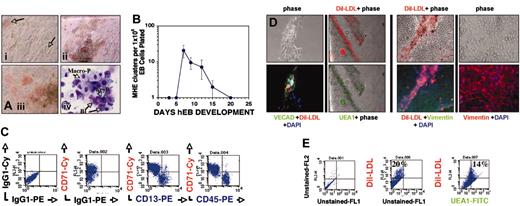 Figure 2. Hematopoietic differentiation from recultured hEB cells initiates with expansion of adherent MHE colonies. Single-cell suspensions of hEB cells differentiated for 3 to 25 days were plated in modified serum-free methylcellulose medium containing hematopoietic growth factors as described in “Materials and methods.” (A) Within 1 to 3 weeks following day 7 to 12 hEB cell suspension CFC assay plating, a population of semiadherent MHE colonies expanded either from plastic-adherent hEB clonogenic progenitors, or rarely from attached secondary hEBs. Plastic-adherent MHE colonies (i; magnification × 200) differentiate by lateral endothelioid expansion accompanied by budding, hemoglobinizing hematopoietic blasts (arrows) that are intimately intermixed with adherent cells (ii; magnification × 40). MHE clusters can become quite prolific after 3 to 5 weeks (iii; magnification × 200) if refreshed with fresh medium with growth factors every 1 to 2 weeks. Wright stains (iv; magnification × 600, oil) of budding, nonadherent cells from prolific MHE clusters revealed abundant hematopoietic blasts (Bl), primitive nucleated erythrocytes (EryP), foamy primitive macrophages (Macro-P), and rare definitive cells including granulocytes and definitive erythroid cells (not shown). (B) Kinetics of MHE colony appearance from differentiating hEBs (mean and standard deviations of 3 independent experiments). Loosely adherent cells from prolific HE clusters were picked and analyzed by FACS (C) and found to express abundant levels of early erythroid (CD71), myeloid (CD13), and panhematopoietic (CD45) markers. Mature (3- to 5-week-old) MHE colonies were extensively washed of budding, nonadherent hematopoietic cells, and remaining plastic-adherent cells were incubated with 10 μg/mL acetylated Dil-LDL overnight and then fixed, permeabilized, and further evaluated for expression of endothelial-specific and mesodermal markers. Approximately 15% to 20% of elongated, plastic-adherent cells that formed the base of MHE colonies were shown by in situ immunofluorescence (D) or FACS analysis (as single cells) (E) to be capable of simultaneously taking up acetylated Dil-LDL and costaining with either Ulex europaeus agglutinin-1–FITC (D; UEA1, magnification × 100) (E) or VE-cadherin plus FITC-conjugated secondary antibody (D; magnification × 200). The remainder of the adherent cells that surrounded intermixed, robust Dil-LDL–positive endothelial clusters stained brightly for intracellular vimentin, thus identifying them as mesodermal-mesenchymal (nonendothelial) in lineage (D, right 4 panels; magnification × 100, × 200, respectively). Shown are merged images of phase and red and/or green immunofluorescent filters.