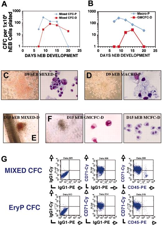 Figure 5. Day 7 to 20 hEB cells contain clonogenic, multilineage erythromyeloid progenitors for both primitive and definitive hematopoiesis. (A) Kinetics of mixed, multipotent erythromyeloid primitive (Mixed CFC-P) or definitive (Mixed CFC-D) colonies. (B) Kinetics of primitive macrophage (Macro-P) colonies and definitive GM-CFC and M-CFC (scored in combination and presented together as “GMCFC-D”). Shown is a representative experiment performed 3 independent times. Large, loosely packed primitive mixed erythromyeloid colonies (C; MIXED-P, magnification × 100) containing foamy macrophages and primitive erythroblasts (C; Wright stain, MIXED CFC-P, magnification × 600, oil) peak from day 9 to 12 hEBs (along with primitive erythroid CFCs) and differentiate from blast colonies similar to those that arise from MHE clusters. (D) Foamy macrophage colonies with no evidence of monocytic precursors on Wright stains (magnification × 1000, oil) also predominated from day 9 to 15 hEBs. (E) Compact colonies containing definitive monocytes/granulocytes (MIXED CFC-D) as well as GMCFC-D (F, left and middle; magnification × 1000, oil) and M-CFC-D (F, right; Wright stain, magnification × 600, oil) arose primarily from day 12 to 20 hEBs. (G) Day 9 hEB-derived MIXED CFCs (C) were picked (2 to 3 colonies) and shown by FACS analysis to express abundant amounts of CD71 and CD45 (as well as CD13; not shown). Shown in the bottom row is the FACS profile of day 9 hEB pooled EryP colonies from the same cultures.