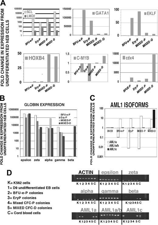 Figure 6. Molecular phenotypes of primitive erythroid and primitive/definitive multipotent colonies by real-time qRT-PCR. Day 9 hEB colonies were scored with primitive/definitive parameters as described in the text. Primitive erythroid (BFU-e-P, EryP) colonies, primitive mixed (MIXED-P) colonies, and definitive mixed (MIXED-D) colonies were pooled (2 to 3 colonies), and RNA was analyzed by qRT-PCR methods as described in text. “Fold change in expression from undifferentiated hEB cells” was calculated using the 2–/ΔΔCT method as described in “Materials and methods,” based on the CT (threshold curve) for each target gene and internal normalizations with actin. Expression of target genes was compared with levels in undifferentiated day 9 hEB cells prior to plating. (A) qRT-PCR analysis of key regulatory genes in primitive and definitive colonies. (B) qRT-PCR expression analysis of primitive (epsilon, zeta), fetal (alpha, gamma), and definitive adult (alpha, beta) hemoglobins. (C) qRT-PCR analysis of AML1 isoforms. (D) Corresponding agarose gels of PCR products obtained at linear phases of qPCR reactions. RNA from erythroleukemia cell line K562 and cord blood were used as positive controls for qRT-PCR reactions.