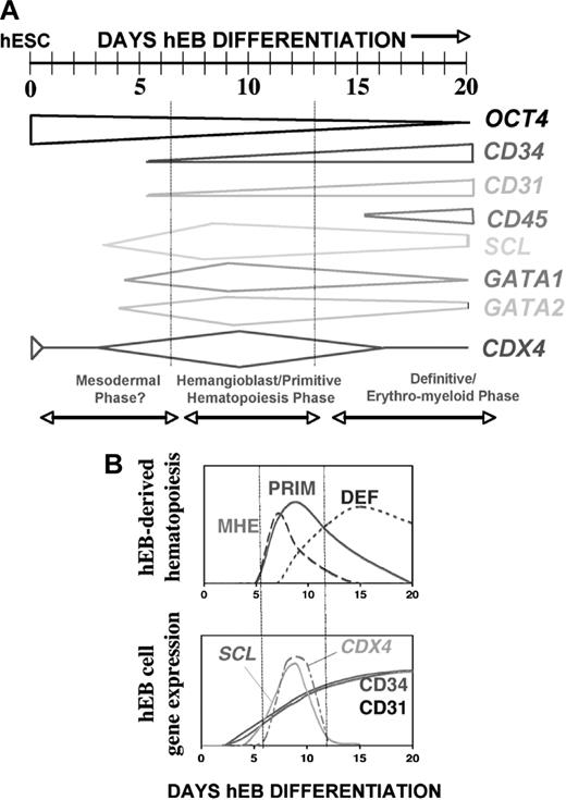 Figure 7. Summary of cellular and molecular events during hEB differentiation. (A) Developmental progression of hematoendothelial gene expression during hEB differentiation. (B) Correlation of key genes and markers to hEB development of MHE, primitive (PRIM), and definitive (DEF) hematopoiesis.