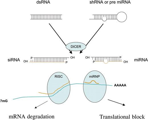 Figure 1. RNA silencing pathways. Long dsRNA and shRNA or miRNA precursors are processed to siRNA or miRNA by the double-stranded RNA binding and RNase III–like enzyme Dicer into 21 to 23 nucleotide dsRNA intermediates. These are subsequently unwound and assembled into the RNA-induced silencing complex (RISC; siRNAs), which directs RNA cleavage, or into an miRNA-effector complex termed miRNP, which directs translational repression (mRNA target identified by the 5′cap, 7 mG, and poly A tail).