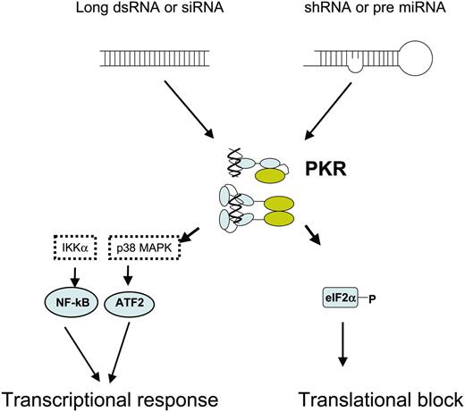 Figure 2. PKR activation by dsRNA. Long dsRNA, shRNA, or pre-miRNA can activate protein kinase R (PKR) via binding to the dsRNA binding motifs, causing a conformational change, dimerization, and autophosphorylation. Activated PKR can inhibit protein synthesis by phosphorylation of translational initiation factor eIF2α. PKR can also function as a signal-transducing kinase interacting with IκB kinase (IKK) and p38 mitogen-activated protein kinase (p38) regulating gene transcription by activation of different transcription factors including NFκB and ATF2.