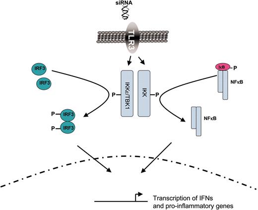 Figure 3. Activation of IRF3 by siRNA. Long dsRNA, siRNA, or miRNAs can activate interferon regulatory factor 3 (IRF3) via Toll-like receptor 3 (TLR3)–dependent or –independent pathways via noncanonical kinases TBK1 or IKKe or the canonical kinase complex IKK, resulting in transcriptional up-regulation of interferons and other primary response genes.