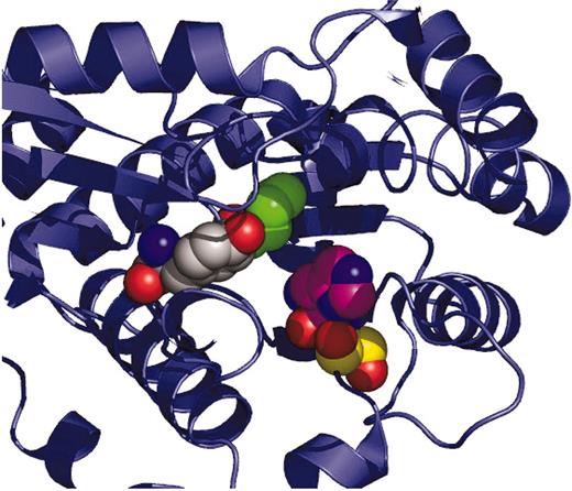 Figure 2. Active site–located EPP mutations. The catalytically essential H263 (which is not an identified EPP mutation) is shown as a CPK space-filling model with carbon atoms colored violet as a landmark for the central portion of the active-site pocket. EPP active-site mutant residues described in the present study are at positions P334 (carbons in green), Y191 (carbons in light gray), and S264 (carbons in yellow). All structure figures were generated with PyMOL.46