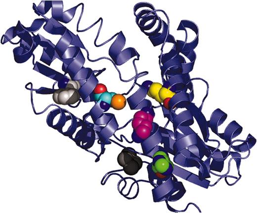 Figure 4. Location of other EPP mutations. Single monomeric subunit. The surface presented to the viewer is the backside of the protein that faces toward the mitochondrial matrix and is opposite the active-site pocket face. Residues shown are Q139 (carbons in yellow), K379 (carbons in violet), C236 (carbons in orange), F260 (carbons in light gray), and H386 (carbons in green).