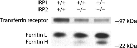 Figure 2. TfR levels are low in IRP2-/- and IRP1+/- IRP2-/- erythroid bone marrow precursor cells, whereas ferritin levels are elevated. Erythroid lineage cells were removed from mouse femurs and 5 μg lysate of the designated genotype were separated by SDS-PAGE and detected by Western blotting as described in “Materials and methods.”