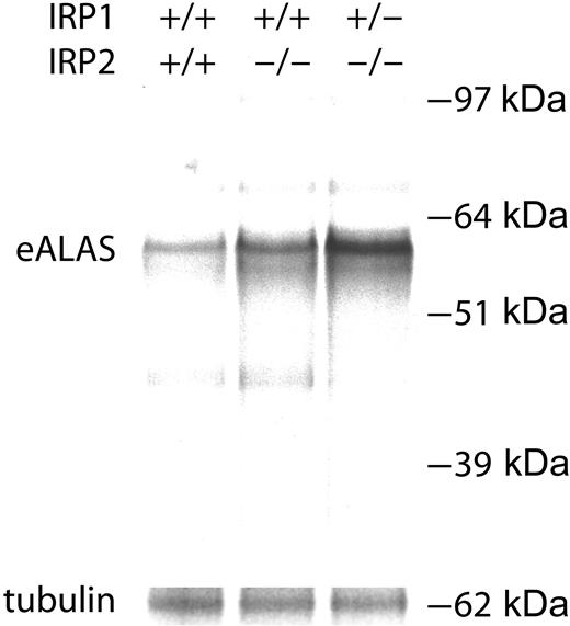 Figure 3. Erythroid ALAS biosynthesis levels are markedly increased in IRP2-/- and IRP1+/- IRP2-/- erythroid cells. Erythoid lineage cells were isolated from mouse bone marrow, and Alas2 was immunoprecipitated and separated by SDS-PAGE from radiolabeled cells as described in “Materials and methods.”