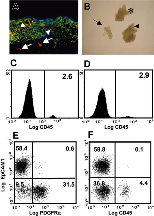 Figure 1. The initial wave of thymus colonization can be anatomically separated into 2 distinct stromal compartments. Frozen section from E12 BALB/c thymic rudiment (A; original magnification × 400) showing the cytokeratin+ epithelial core compartment (green) surrounded by fibronectin+ perithymic mesenchyme (blue). Note that CD45+ lymphoid progenitors (red) are present in both the epithelial compartment and the outer layers of mesenchyme. Combined enzymatic and mechanical separation of isolated intact lobes (B, arrowhead; original magnification × 50) produces smooth epithelial cores (arrow) stripped of mesenchyme and separate mesenchyme fragments (asterisk) devoid of epithelium. Following complete disaggregation of separated mesenchyme and epithelial components, small but distinct populations of CD45+ lymphoid precursors can be detected by flow cytometry in each preparation (mesenchyme, C; epithelium, D) allowing the identification and isolation of CD45+ precursor subsets before and after contact with thymic epithelium. Vertical bars show levels of background staining (panels C and D). Total disaggregation of whole freshly isolated E12 thymic lobes and surface labeling for EpCAM1 and PDGFRα (E) identifies nonoverlapping populations of epithelial cells and mesenchymal cells, respectively. Note that, apart from a small cohort of CD45+ cells representing the earliest thymic migrants (F), the thymus at this stage consists predominantly of EpCAM1+PDGFRα– epithelium and EpCAM1–PDGFRα+ mesenchyme. Numbers indicate percentages of positive cells. Data are typical of 5 separate experiments.