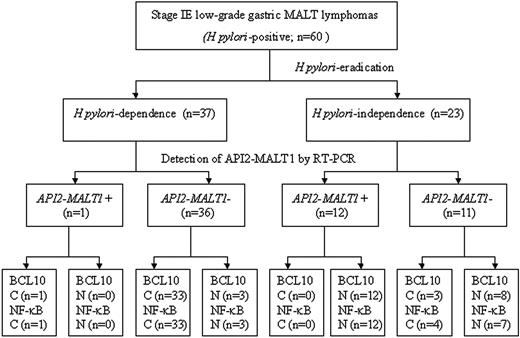 Figure 4. Scheme of the relationship between H pylori independence and API2-MALT1 fusion transcript and protein expression of BCL10 and NF-κB. n indicates the number of patients in individual subgroups; N, nuclear expression; C, cytoplasmic expression.