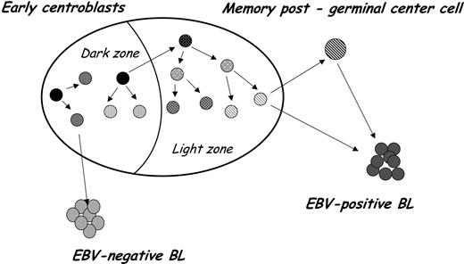Figure 2. According to the mutation pattern we found, there are 2 B-cell differentiation stages to which BL could correspond. They are early centroblasts for sBL (EBV-negative BL) and late GC B cells that have begun the differentiation process into memory B cells for eBL and AIDS-related BL (EBV-positive BL).
