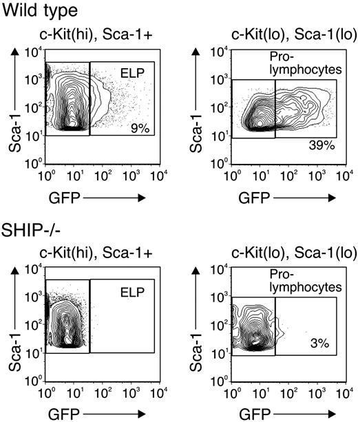 Figure 1. Hematopoietic progenitor populations in wild-type and SHIP–/– mice. Bone marrow cells from wild-type (top row) and SHIP–/– (bottom row) mice, both of which were RAG1-GFP knock-in background, were depleted of Lin+ (CD2, CD3, CD8, CD19, B220, Mac-1, Gr1, TER-119) cells. The Lin– fraction was analyzed for c-Kit, Sca-1, and GFP expression. Contaminating Lin+ cells were gated out, and the Lin– population was separated into c-KithiSca-1+ (left column) and c-KitloSca-1lo (right column) for GFP analysis. The number in each panel indicates the percentage of GFP+ cells.