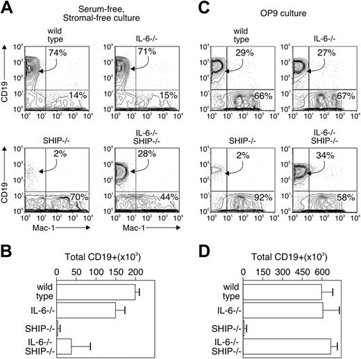 Figure 3. Surface phenotype of single-cell cultures of progenitors. c-KithiSca-++ IL-7Rα– fraction containing uncommitted progenitors was isolated from wild-type, IL-6–/–, SHIP–/–, and IL-6–/– SHIP–/– animals. The sorted cells were cultured with serum-free, stromal cell-free condition (A-B) or with OP9 stromal cell (C-D). The results in panels C and D are the average and SD of 2 independent experiments, with each experiment having 3 individual wells. (A-B) The sorted cells were cultured with SCF, IL-7, and FL as previously described.22 The phenotype of colonies that emerged were examined by staining with anti-CD19 and anti–Mac-1 antibodies (A). Total CD19+ cells number after culture is shown in panel B. (C-D) The sorted cells were in the presence of OP9 stromal cells with SCF, IL-7, and FL for 12 days. The phenotype of colonies that emerged were examined by staining with anti-CD19 and anti–Mac-1 antibodies (C). Total CD19+ cell numbers after culture are shown in panel D. Numbers in panels A and C indicate the percentage of cells falling within the indicated gates. Bars in panels B and D represent the average and standard error of 4 replicate samples.