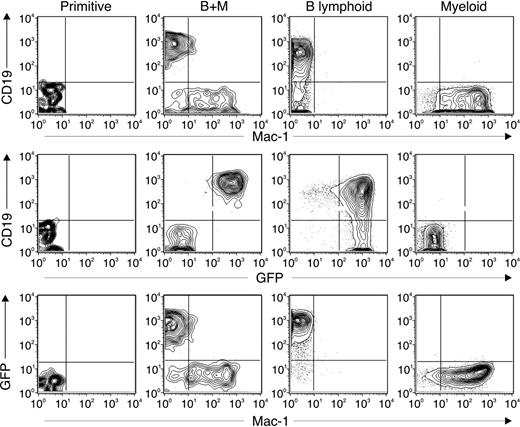 Figure 4. Surface phenotype of single-cell cultures of uncommitted progenitors. Lin–c-kithiSca-1+GFP– fraction containing uncommitted progenitors was isolated from RAG1-GFP knock-in background, wild-type, and SHIP–/– mice. The cells were cultured in the presence of the OP9 stromal cell or with SCF, IL-7, and FL as previously described.22,28 IL-6 (2 ng/mL) was added as indicated and the cells were cultured for 10 to 14 days. The phenotype of colonies that emerged were examined by staining with anti-CD19 and anti–Mac-1 antibodies and by GFP expression. The profiles shown were used to define the phenotype of colonies summarized in Table 2.
