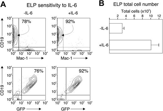 Figure 5. IL-6 does not alter ELP commitment. Two thousand cells from the c-kithiSca-1+GFP+ fraction of wild-type, RAG1-GFP animals were cultured in serum-free, stroma cell-free conditions with or without 2 ng/mL IL-6 for 14 days. The progeny were analyzed for CD19 and Mac-1 expression by flow cytometry (A) and counted for total cell number (B). Numbers in panel A indicate the percentage of cells falling within the indicated gate. Bars in panel B represent the average and standard error of duplicate wells from 2 separate experiments.