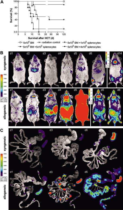 Figure 1. Transplantation of transgenic luciferase+ splenocytes. (A) Transplantation of allogeneic FVB/N splenocytes induces acute lethal GVHD in a cell dose dependent manner. All animals that received transplants of 5 × 106 allogeneic bone marrow cells (□; n = 10) survive without GVHD, whereas mice receiving lethal irradiation (800 rad) without subsequent HCT die of the consequences of myeloablation (×; n = 7). HCT recipients that received transplants of 5 × 106 allogeneic bone marrow plus 5 × 105 allogeneic splenocytes (▴; n = 10), or plus 1 × 106 allogeneic splenocytes (▾; n = 10) develop acute GVHD. Mice that received transplants of bone marrow plus 4 × 106 allogeneic splenocytes die of lethal acute GVHD within 2 weeks after HCT (♦;n = 10). Displayed are pooled results from 2 independent experiments. (B) BLI and (C) ex vivo imaging demonstrate a dynamic process of cell proliferation and migration with distinct distribution patterns in syngeneic versus allogeneic HCT recipients. Syngeneic splenocytes (top row) home initially predominantly to the liver and display signs of hematopoietic engraftment by day 6. By day 14, syngeneic HCT display predominant signals from the bone such as femura, pelvis, and sternum, but also spleen and thymus. Allogeneic transplanted splenocytes (bottom panel) initially proliferate in secondary lymphoid organs before infiltrating the intestines at day 4, liver and skin (ears) between day 5 and 6. Animals with an oversaturating light signal are displayed with increased signal thresholds to resolve the predominant organ distribution. One representative animal for each group is shown over time. Ex vivo imaging of the gastrointestinal tract and spleen of syngeneic animals (C, top row) reveals only transient migration of splenocytes to Peyer patches and mesenteric lymph nodes but an increase of light emission from the spleen. In contrast, allogeneic splenocytes (C, bottom row) migrate to and proliferate in these lymphoid organs before infiltrating mucosal sites. Signals from the entire intestines start to peak at day 6 before animals succumb to acute lethal GVHD.