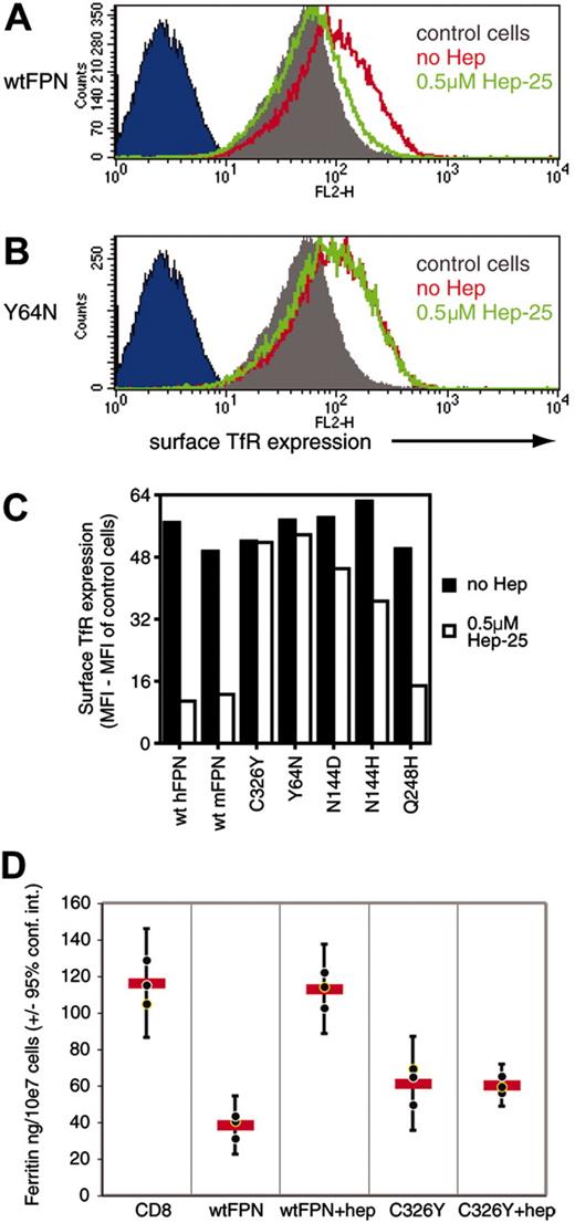 Figure 2. Hepcidin-25 inhibits TfR up-regulation and ferritin reduction caused by wt FPN but not by mutant FPN. (A-B) 293T cells were transiently transfected with either c-Myc–tagged wt FPN (A) or c-Myc–tagged Y64N FPN (B) for 2 days with or without 0.5 μM hepcidin-25 added. Cells were then stained simultaneously for surface expression of c-Myc and TfR and analyzed by flow cytometry. Transfected cells (c-Myc+ cells) were gated on and their TfR expression is displayed relative to the TfR expressed by control CD8-transfected cells. The wt FPN expression caused an increase in TfR expression compared with control cells (compare red line with gray histogram in panel A) consistent with FPN causing iron deficiency; coculture with hepcidin-25 reverses the effect of wt FPN (green line is similar to gray filled histogram in panel A). In contrast the up-regulation of TfR by Y64N (compare red line with gray filled histogram in panel B) is not counteracted by coculture with hepcidin-25 (green line is similar to red line in panel B). The blue-filled histogram represents the fluorescence of cells stained with an isotype control antibody (anti–rabbit IgG). (C) Quantitation of inhibition of FPN and FPN mutant-mediated up-regulation of TfR by hepcidin-25. Cells were transfected with c-Myc–tagged FPN and FPN mutants with or without added hepcidin-25 and stained for surface c-Myc and TfR then analyzed as described in panels A and B. The MFI of the different populations was calculated using CellQuest software and is displayed with the MFI of the TfR expressed by control CD8-transfected cells subtracted. The increase of TfR expression induced by wt human, wt murine, and Q248H FPN is counteracted by hepcidin-25, whereas the TfR increase mediated by C326Y and Y64N FPN was resistant to hepcidin-25 inhibition, and the raised TfR due to N144D and N144H expression was partially reduced by hepcidin-25. (D) 293T cells were transfected with wt FPN or C326Y FPN in the presence of 1 mg/mL human holo-Tf to increase background ferritin levels, and with or without added hepcidin-25. Cells were transfected with CD8 as a control. After 2 days cells were analyzed for ferritin levels by ELISA. Cells were lysed in NP40 at 107cells/mL, doubling dilutions were made, and 20 μL transferred to ELISA plate in triplicate. Graph shows mean total ferritin in nanograms per 107 cells (± 95% CI). Cells transfected with wt FPN have around 40 ng ferritin/107cells, a 3-fold reduction compared with control cells transfected with CD8. Coculture with hepcidin-25 completely reverses the effect of wt FPN, but hepcidin-25 has no effect on the reduction of ferritin mediated by C326Y FPN. These results are representative of 3 experiments. Horizontal bars indicate mean values.