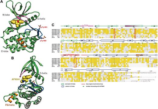 Figure 1. Ribbon diagram of the Jak3 kinase domain and sequence alignment of Jak family members. (A) Overview of the crystal structure of the catalytic domain of Jak3 in complex with tetrahydro-staurosporine AFN941. β-Strands are shown as arrows and α-helices as coils. The glycine-rich loop is colored purple and the activation-loop is blue. The novel αFG helix is colored orange. The N-lobe, C-lobe, and C-helix are indicated. Phosphorylated tyrosines pTyr980 and pTyr981 are shown in stick form. The staurosporine analog is shown as space-filling spheres with carbon atoms colored yellow. (B) Ribbon diagram as in panel A but with the view rotated by 90°. (C) Sequence alignment for the kinase (JH1) domains of Jak3, Jak1, Jak2, and Tyk2; the JH2 domain of Jak3; and the kinase domains of c-Src and epidermal growth factor receptor (EGFR). The numbering and secondary structure assignments for Jak3 crystal structure are indicated. β-Strands are indicated as arrows, α-helices as cylinders, and loops as lines. The activation loop is indicated in red, and the novel helix αFG in orange. The N-lobe is denoted by green secondary structure assignments and the C-lobe with blue. Residues that interact with the staurosporine analog AFN941 are indicated by green boxes. The catalytically important residues Lys855, Glu871 are boxed in red as are the phosphorylated tyrosine residues pTyr980 and pTyr981. GenBank accession codes for Jak1, Jak2, Jak3, Tyk2, c-Src, and EGFR are NP_002218, NP_004963, NP_000206, AAS37680, AAH11566, and NP_005219, respectively.