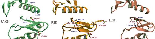 Figure 3. Comparison of activation loop conformation for Jak3, Lck, and IRTK. The 3 panels show ribbon representation diagrams for the activation loops of Jak3, IRTK,31 and Lck.30 The Jak3 activation loop is phosphorylated on 2 adjacent tyrosines, Tyr980 and Tyr981. pTyr981 is in a similar location to phosphorylated tyrosines in the previously determined activated crystal structures of Lck30 (PDB entry 3LCK) and insulin receptor tyrosine kinase31 (PDB entry 1IR3). Lck is phosphorylated on a single tyrosine, in the equivalent position to Tyr981; however, insulin receptor is phosphorylated on 3 tyrosines on the activation loop, 2 of which are the equivalent residues to Tyr980 and Tyr981 in Jak3. pTyr980 in Jak3 is in a similar conformation to that of pTyr1162 in IRTK. In Jak3, Arg870 of the C-helix coordinated pTyr981. Arg866 also extends toward pTyr981 but is poorly ordered; therefore, its side chain is not illustrated. Figures were prepared using the program SETOR.35