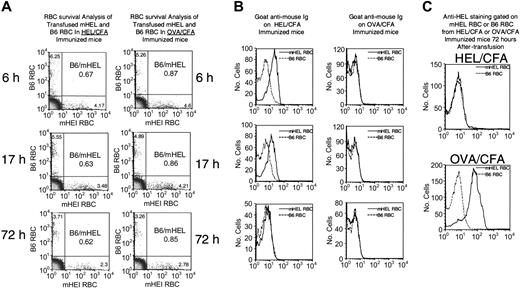 Figure 4. Transfusion of mHEL RBCs into HEL/CFA-immunized mice results in loss of HEL antigen without clearance of mHEL RBCs. C57BL/6 mice were immunized with HEL/CFA or OVA/CFA. Immunized mice then received transfusions of a mixture of leukoreduced CM-DiI–labeled mHEL RBCs and DiO-labeled C57BL/6 RBCs. Peripheral blood was obtained at the indicated time points. The remaining percentages of transfused mHEL or C57BL/6 RBCs (given in graphs) were determined by detecting residual-labeled RBCs by flow cytometry (A). At the indicated time points, peripheral blood was stained with anti–mouse Ig, and the amount of immunoglobulin coating RBCs was determined by gating on transfused mHEL or C57BL/6 RBCs and measuring bound anti–mouse Ig by flow cytometry (B). Levels of HEL antigen were measured by staining with anti-HEL followed by anti–mouse Ig and comparing staining on transfused mHEL or C57BL/6 RBCs (C). The experiments shown in this figure have been reproduced in at least 3 separate experiments. The data presented in this figure are representative results.