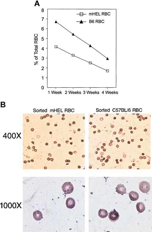 Figure 5. mHEL RBCs that have been transfused into HEL/CFA-immunized mice have a normal circulatory life span and morphology despite loss of antigen. A mixture of leukoreduced CM-DiI–labeled mHEL RBCs and DiO-labeled C57BL/6 RBCs were transfused into HEL/CFA-immunized mice. Antigen loss was confirmed by staining with anti–mouse Ig or anti-HEL followed by anti–mouse Ig (data not shown). At the indicated time points, the percentage of remaining transfused mHEL or C57BL/6 RBCs was determined by flow cytometry (A). After confirmation of mHEL antigen loss, mHEL RBCs (CM-DiI) and C57BL/6 RBCs (DiO) were reisolated by flow-activated cell sorting (FACS) and analyzed by peripheral blood smear (B). The experiments shown in this figure have been reproduced in at least 3 separate experiments. The data presented in this figure are representative results. Flow sorting for morphologic analysis was performed twice. Slides were visualized using a Nikon Eclipse E400 microscope (Nikon, Melville, NY) with a 10× ocular and either 40×/0.65 NA or 100×/1.25 NA oil lenses. Photographs were taken using a Spot Insight color digital camera, and images were acquired using Spot Advanced software, version 4.0.9 (Diagnostic Instruments, Sterling Heights, MI). Pictures were cropped and brightness and contrast were adjusted using Adobe Photoshop (Adobe Systems, San Jose, CA).