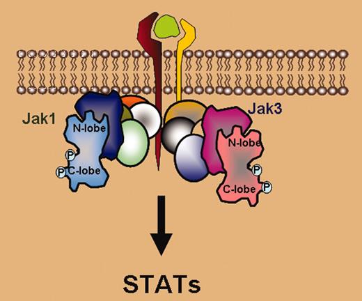 Janus kinases, multidomain proteins consisting of a catalytic or kinase domain associated with pseudokinase, SH2, and FERM domains, associate with cytokine receptors. Upon ligand binding, Janus kinases are activated resulting in their phosphorylation. According to Boggon et al, the Jak3 kinase domain has a typical bilobed structure. Phosphorylation of tyrosine 981 in the activation loop allows interaction with arginine residues in the C-helix of the N lobe, allowing the opening of the binding site cleft. Activation of the kinase results in phosphorylation of the receptor and subsequent activation of the cytosolic family of transcription factor signal transducers and activators of transcription (STATs). Boggon et al also identified other unique structural features of the Jak3 kinase domain, which may mediate interactions of the kinase domain with other regulatory domains.