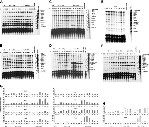 Figure 1. TRAIL and Fas are induced by IFN-α and IFN-γ in MM, whereas Bcl-2 family members remain unchanged. U-266-1970 cells (A-E) or U-1958 cells (F) were treated with IL-6 (20 U/mL) alone or in combination with IFN-α (1000 U/mL) or IFN-γ (5000 U/mL) and were harvested at the indicated time points. Total RNA was isolated and RPAs were performed using PharMingen multiprobe templates (A) hApo-2c, (B) hApo-6, (C) hApo-3b, (D) hApo-3C, and (E-F) hApo-3C. Representative experiments are shown, and quantifications using the internal standards GAPDH and L32 are shown in panels G (U-266-1970) and H (U-1958).