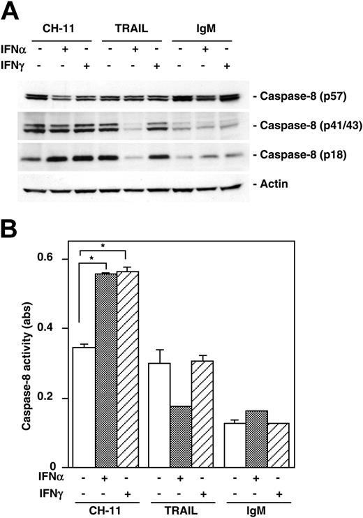 Figure 5. IFN treatment enhances cleavage of caspase-8 induced by the agonistic anti-Fas antibody, but not by TRAIL. (A) Western blot analysis of caspase-8 activity. U-266-1970 cells were treated with IL-6 (20 U/mL) alone or in combination with 1000 U/mL IFN-α or 1000 U/mL IFN-γ for 96 hours, followed by a 6-hour incubation with agonistic anti-Fas antibody CH-11, recombinant soluble Apo2L/TRAIL (TRAIL), or isotype-specific control IgM. Whole cell extracts were prepared and Western blot analysis was performed as described in “Patients, materials, and methods” using specific antibodies against caspase-8 and β-actin. The uncleaved, full-length caspase-8 (p57) and the cleaved and activated forms (p41/p43 and p18) of caspase-8 are indicated. One representative experiment of 3 performed is shown. (B) Colorimetric assay of caspase-8 activity. U-266-1970 cells were treated with IL-6 (20 U/mL) alone or in combination with 1000 U/mL IFN-α or 1000 U/mL IFN-γ for 96 hours, followed by a 6-hour incubation with agonistic anti-Fas antibody CH-11, recombinant soluble Apo2L/TRAIL (TRAIL), or isotype-specific control IgM. The cells were then analyzed using the BD ApoAlert Caspase Colorimetric Assay kit. The bars represent the measured absorbance after 2 hours of incubation with the chromophore-coupled caspase-8 substrate. The graph shows one representative experiment performed in duplicate. Mean ± SD (n = 2). The asterisks indicate significant differences to the corresponding control values (P < .05).