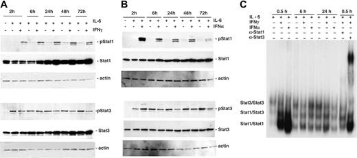Figure 7. IFNs induce Stat1 phosphorylation, attenuate Stat3 phosphorylation, and repress IL-6-induced DNA binding of Stat3 in favor of Stat1. (A-B) U-266-1970 cells were either treated with IL-6 (20 U/mL) alone or in combination with IFN-γ (1000 U/mL; A) or IFN-α (1000 U/mL; B). At the indicated time points, the cells were harvested and protein extracts were prepared and analyzed by Western blot using antibodies specific for Tyr701 phosphorylated Stat1, Tyr705 phosphorylated Stat3, Stat1, Stat3, and β-actin. (C) U-266-1970 cells were treated with IL-6 (20 U/mL) alone or in combination with IFN-γ (1000 U/mL) or IFN-α (1000 U/mL) for the indicated time points. Nuclear extracts were prepared and DNA-binding complexes were analyzed by EMSA, as described in “Patients, materials, and methods,” using a 32P-labeled m67SIE probe, containing a GAS site. The positions of Stat3/Stat3, Stat1/Stat3 and Stat1/Stat1 DNA-binding complexes are indicated by the supershift (Stat3) and reduction of the complexes (Stat1) as a result of the addition of specific antibodies (lanes 10 and 11). The experiments in 7A-C were performed 3 times.