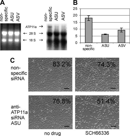 Figure 5. Knockdown of ATP11a expression increases sensitivity to SCH66336. (A) Northern blot analysis of NIH3T3 cells transfected with nonspecific siRNA, or with 2 different siRNAs specific for murine ATP11a designated ASU and ASV. An arrow points to the 8-kb ATP11a mRNA. (Left) Ethidium bromide-stained gel; (right) autoradiogram. (B) Real-time RT-PCR to determine levels of ATP11a after transfection of cells with siRNAs. RNAs were isolated 36 hours after transfection. Values are relative to those of actin. Error bars indicate standard deviation. (C) Phase-contrast images of cells transfected with ASU or nonspecific siRNAs for 24 hours and subsequently exposed to 50 μM SCH66336 for 48 hours. Bars indicate 100 μm. The percentage of viable cells is indicated in the upper right-hand corners. The result shown is 1 of 2 independently performed experiments with similar results.