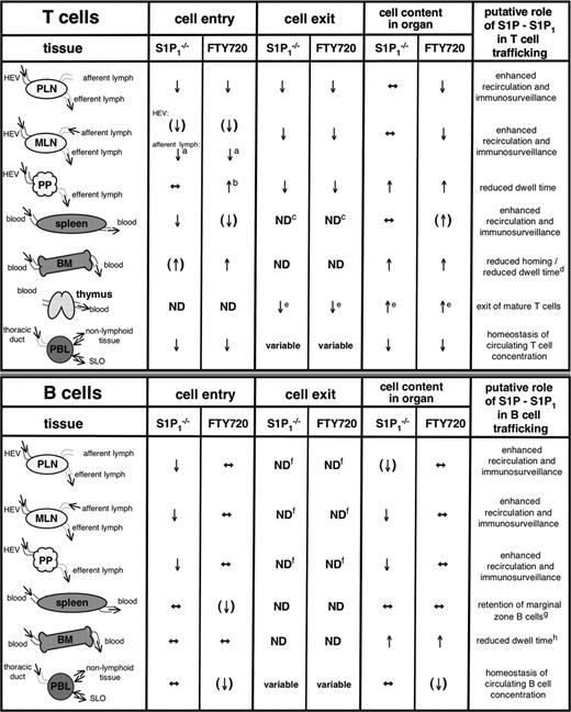 Figure 8. Summary of the effects of S1P1 deficiency or FTY720 treatment on the trafficking of adoptively transferred lymphocytes. The effects of S1P1 deficiency and FTY720 treatment on cell entry or cell exit to various lymphoid organs are presented for T cells (top) and B cells (bottom). Conclusions on “cell entry” are derived from our short-term homing and IVM experiments, whereas “cell exit” summarizes our findings in emigration experiments, as well as observations made by others. “Cell content in organ” refers to our results in long-term (16 to 20 hours) homing experiments and provides a measure of the cell numbers of adoptively transferred cells found in a particular organ. Open arrows within the organ drawings symbolize the entry and exit routes of naive lymphocytes for each organ. Other symbols and abbreviations are explained as follows: upward arrows indicate enhancement; downward arrows, reduction; lateral arrows, indicate no effect; and ND, not determined. Arrows in parentheses indicate a pronounced, although not statistically significant, tendency. Footnotes: a, based on the fact that cell exit from PP is reduced; b, occurs independently of T cell–expressed S1P1; c, the profound lymphopenia in blood suggests a reduction in lymphocyte exit from spleen; d, although not addressed experimentally, it remains possible that T-cell accumulation in BM is increased not only due to enhanced cell entry but also due to decreased cell exit; e, based on the analysis of endogenous single-positive CD4+ or CD8+ T cells in thymus of S1P1–/– chimeras and FTV720-treated mice8,11,15; f, suggested by thoracic duct lymph canulation experiments, which have revealed a substantial reduction of S1P1-deficient11 or FTY720-treated T and B cells7 in lymph; g, as shown by Cinamon et al17; h, the fact that B-cell entry is unaffected, but S1P1 deficiency or FTY720 treatment leads to accumulation of cells in BM after long-term adoptive transfer, suggests that B-cell exit from BM is reduced.