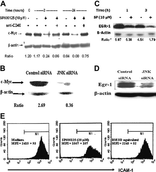Figure 6. Cell-cycle regulator c-Myc and prosurvival transcription factor Egr-1 are downstream of JNK signaling in B-lymphoma cells. (A) WEHI-231 B-lymphoma cells were incubated with medium, 10 μM SP600125, and anti-CD40, either alone or in combination for the indicated time periods. Cell lysates were analyzed by immunoblotting with an antibody to c-Myc. The blots were then stripped and probed with anti-β-actin antibody to correct for changes in protein loading in different lanes. (B) Immunoblotting of lysates from control or JNK-specific siRNA-transfected WEHI-231 cells with antibodies to c-Myc and β-actin. (C) BKS-2 B-lymphoma cells were incubated with medium or 10 μM SP600125 for the indicated time periods. Cell lysates were analyzed by immunoblotting with an antibody to Egr-1 and then stripped and probed for β-actin. (D) WEHI-231 B-lymphoma cells were treated with control or JNK-specific siRNA for 24 hours. Cell lysates were analyzed by immunoblotting with an antibody to Egr-1 and then stripped and probed for β-actin. (E) Flow cytometry analysis of SP600125- or vehicle (DMSO)-treated BKS-2 cells with an antibody to ICAM-1. Flow cytometry was performed as described in “Materials and methods.” Numbers indicate the ratio of density of c-Myc to β-actin in panels A and B and of Egr-1 to β-actin in panel C. Experiments were done 2 to 3 times with similar results.