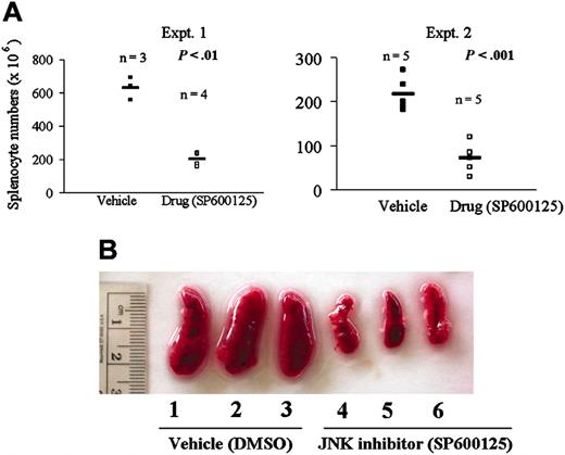 Figure 8. Inhibiting JNK activity with SP600125 leads to regression of B-lymphoma growth in vivo. (A) Splenocyte numbers of mice treated with vehicle (DMSO) or drug (SP600125). Mice were administered 10 Ă— 106 BKS-2 B-lymphoma cells on day 0 and subsequently with intraperitoneal injection of 40 mg/kg body weight of the drug SP600125 or the vehicle (DMSO) alternate days for 10 days. Experiments (Expt.) were performed 2 times. (B) Photograph of vehicle- and drug-treated spleen of CBA/N mice on day 11. Horizontal bars represent means of all the numbers for all the mice in the group.