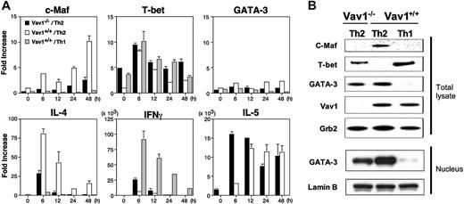 Figure 3. Defective expression of c-Maf by Vav1-deficient T cells. CD4+ T cells from Vav1–/– or wild-type mice were stimulated with plate-bound anti-CD3/CD28 antibodies under Th2- or Th1-inducing conditions. After 5 days, the cells were washed and restimulated in anti-CD3–coated plates. (A) RNA expression of c-Maf, T-bet, GATA-3, IL-4, IFN-γ, and IL-5 was analyzed at the indicated times by real-time RT-PCR. Transcript levels were normalized to the expression level of HPRT transcripts in the same sample and are represented as transcript abundance relative to unstimulated wild-type Th2 cells. The data shown are representative of 3 independent experiments. (B) Total lysates or nuclear extracts prepared 48 hours after restimulation were analyzed by immunoblotting with the indicated antibodies. Grb2 expression was analyzed as a control for equal protein loading. All data are expressed as the mean value of triplicate determinations ± SE.