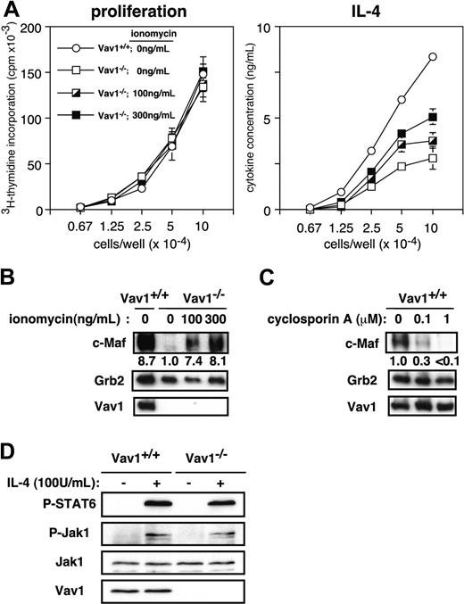Figure 4. Impaired c-Maf expression in Vav1–/– Th2 cells is linked to deficient Ca2+ signaling. (A) T cells were stimulated under Th2-inducing conditions in the presence or absence of the indicated concentrations of ionomycin. After 7 days, the cells were washed, counted, and restimulated in anti-CD3–coated tissue culture plates. Proliferation (left) and cytokine-producing cells (right) were determined as in Figure 2. Data are expressed as the mean value of triplicate determinations ± SE. (B) Naive CD4+ T cells were cultured under Th2- or Th1-inducing conditions in the presence or absence of the indicated ionomycin concentrations. Lysates prepared 48 hours after restimulation were analyzed by immunoblotting. Numbers indicate the intensity of c-Maf signal relative to Vav1–/– Th2 cells cultured without ionomycin (= 1) after normalization to the Grb2 signal. (C) Naive CD4+ T cells from wild-type mice were cultured under Th2-inducing conditions in the presence or absence of indicated doses of cyclosporin A. Lysates prepared 48 hours after restimulation were analyzed by immunoblotting. The c-Maf signal was quantitated as in panel B. (D) Primary CD4+ T cells were stimulated with IL-4 (100 U/mL) for 5 minutes and cell lysates resolved by sodium dodecyl sulfate-polyacrylamide gel electrophoresis (SDS-PAGE) were immunoblotted with the indicated antibodies.