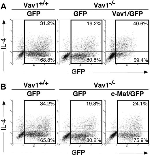Figure 5. Reconstitution of IL-4 production by retroviral Vav1, but not c-Maf, expression. Naive CD4+ T cells from Vav1–/– or wild-type mice were infected with a Vav1-expressing (A) or a c-Maf–expressing (B) and control (GFP) retrovirus 18 hours after primary activation by anti-CD3 plus anti-CD28 antibodies plus IL-2 under Th2-inducing conditions. Cells were harvested on day 4, restimulated with anti-CD3 plus anti-CD28 antibodies, and IL-4–producing cells were enumerated by ICCS 8 hours later. Data are displayed as dot plots showing GFP (horizontal axis) versus intracellular IL-4 (vertical axis) expression. The numbers show percentages of IL-4+ and IL-4– T cells within the GFP+ population (= 100%). The data shown are representative of 3 independent experiments.